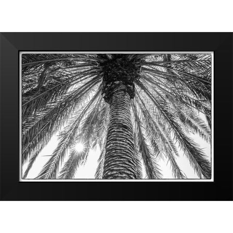 Canary Islands-Tenerife Island-Masca-palm tree Black Modern Wood Framed Art Print by Bibikow, Walter