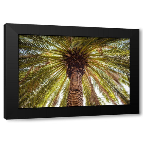 Canary Islands-Tenerife Island-Masca-palm tree Black Modern Wood Framed Art Print by Bibikow, Walter