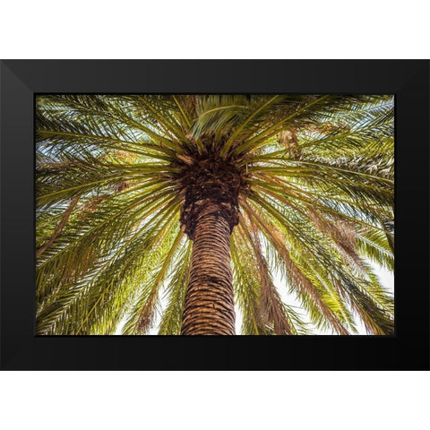 Canary Islands-Tenerife Island-Masca-palm tree Black Modern Wood Framed Art Print by Bibikow, Walter