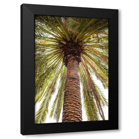 Canary Islands-Tenerife Island-Masca-palm tree Black Modern Wood Framed Art Print by Bibikow, Walter