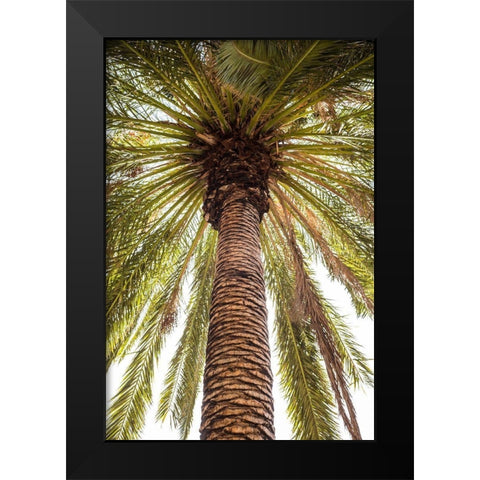 Canary Islands-Tenerife Island-Masca-palm tree Black Modern Wood Framed Art Print by Bibikow, Walter