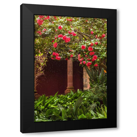 Canary Islands-Tenerife Island-San Cristobal de La Laguna-Convento de San Agustin convent-gardens Black Modern Wood Framed Art Print by Bibikow, Walter