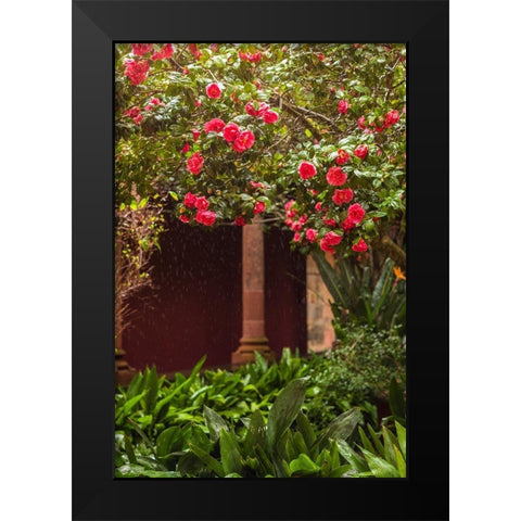 Canary Islands-Tenerife Island-San Cristobal de La Laguna-Convento de San Agustin convent-gardens Black Modern Wood Framed Art Print by Bibikow, Walter