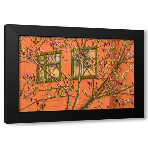 Sweden-Stockholm-Gamla Stan-Old Town-magnolia tree-spring Black Modern Wood Framed Art Print by Bibikow, Walter