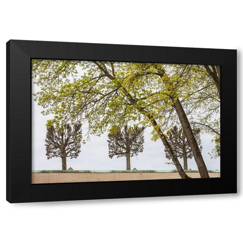 Sweden-Stockholm-trees-early spring Black Modern Wood Framed Art Print with Double Matting by Bibikow, Walter