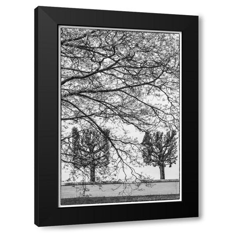 Sweden-Stockholm-trees-early spring Black Modern Wood Framed Art Print with Double Matting by Bibikow, Walter