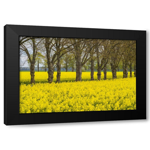Sweden-Gotland Island-Romakloster-landscape with yellow flowers-springtime Black Modern Wood Framed Art Print by Bibikow, Walter