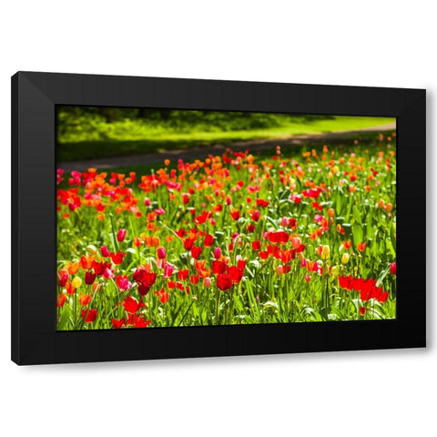 Sweden-Oland Island-Borgholm-Solliden Slott palace-Swedish Royal Family summer palace-palace garden Black Modern Wood Framed Art Print by Bibikow, Walter