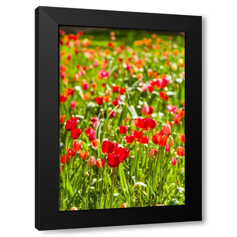 Sweden-Oland Island-Borgholm-Solliden Slott palace-Swedish Royal Family summer palace-palace garden Black Modern Wood Framed Art Print by Bibikow, Walter