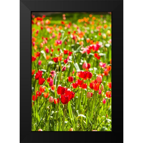 Sweden-Oland Island-Borgholm-Solliden Slott palace-Swedish Royal Family summer palace-palace garden Black Modern Wood Framed Art Print by Bibikow, Walter