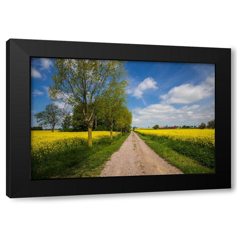 Southern Sweden-Boste lage-country road with yellow flowers-springtime Black Modern Wood Framed Art Print with Double Matting by Bibikow, Walter