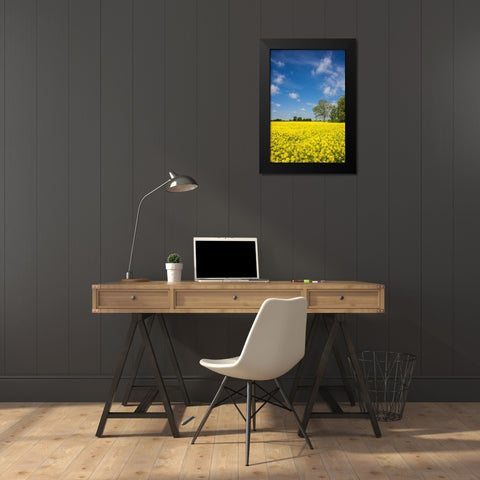 Southern Sweden-Boste lage-filed with yellow flowers-springtime Black Modern Wood Framed Art Print by Bibikow, Walter