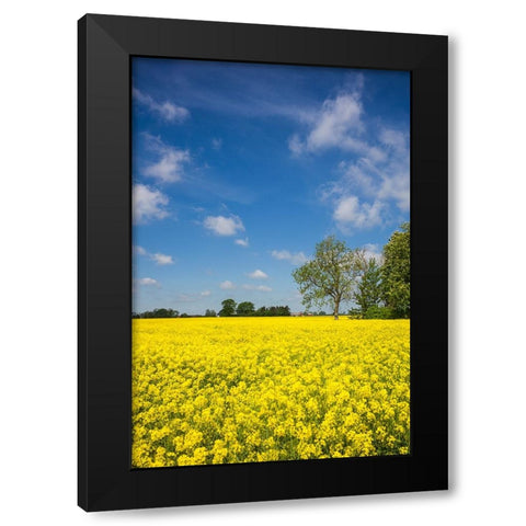 Southern Sweden-Boste lage-filed with yellow flowers-springtime Black Modern Wood Framed Art Print with Double Matting by Bibikow, Walter