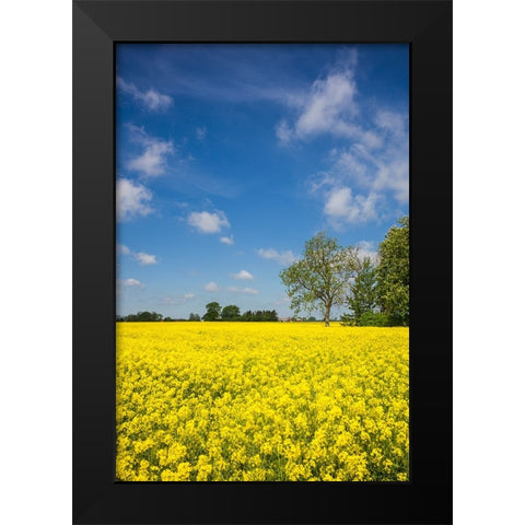 Southern Sweden-Boste lage-filed with yellow flowers-springtime Black Modern Wood Framed Art Print by Bibikow, Walter