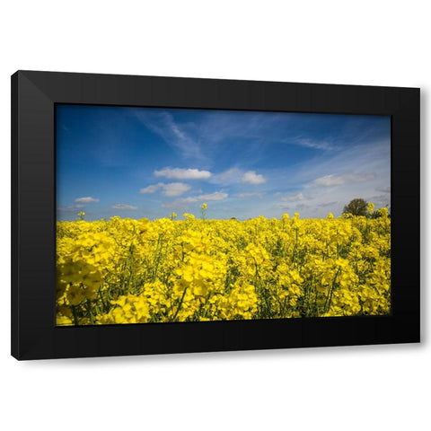 Southern Sweden-Boste lage-filed with yellow flowers-springtime Black Modern Wood Framed Art Print by Bibikow, Walter