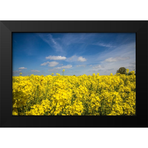 Southern Sweden-Boste lage-filed with yellow flowers-springtime Black Modern Wood Framed Art Print by Bibikow, Walter