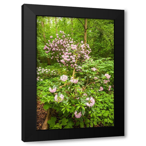 Sweden-Scania-Molle-Krapperups Slott castle-ancient home of the Gyllenstierna family-public garden- Black Modern Wood Framed Art Print with Double Matting by Bibikow, Walter