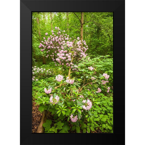 Sweden-Scania-Molle-Krapperups Slott castle-ancient home of the Gyllenstierna family-public garden- Black Modern Wood Framed Art Print by Bibikow, Walter