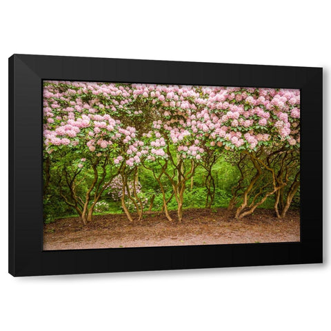 Sweden-Scania-Molle-Krapperups Slott castle-ancient home of the Gyllenstierna family-public garden- Black Modern Wood Framed Art Print with Double Matting by Bibikow, Walter