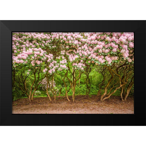 Sweden-Scania-Molle-Krapperups Slott castle-ancient home of the Gyllenstierna family-public garden- Black Modern Wood Framed Art Print by Bibikow, Walter