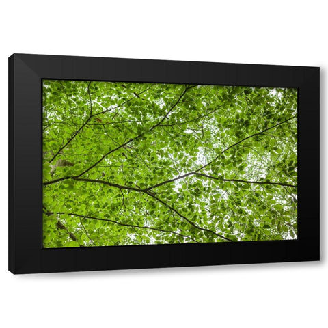 Sweden-Scania-Molle-Krapperups Slott castle-ancient home of the Gyllenstierna family-public garden- Black Modern Wood Framed Art Print by Bibikow, Walter