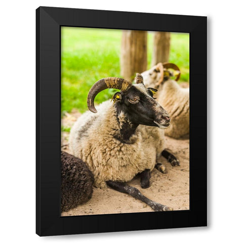 Sweden-Bohuslan-Tanumshede-goat Black Modern Wood Framed Art Print with Double Matting by Bibikow, Walter