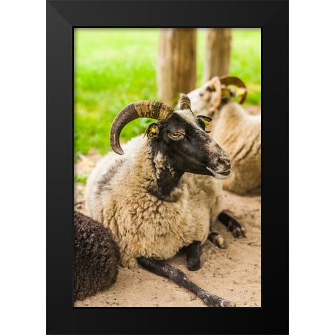 Sweden-Bohuslan-Tanumshede-goat Black Modern Wood Framed Art Print by Bibikow, Walter