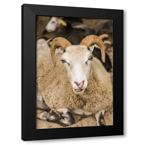 Sweden-Bohuslan-Tanumshede-goat Black Modern Wood Framed Art Print by Bibikow, Walter