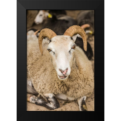 Sweden-Bohuslan-Tanumshede-goat Black Modern Wood Framed Art Print by Bibikow, Walter