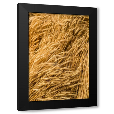 Sweden-Bohuslan-Tanumshede-cut wheat Black Modern Wood Framed Art Print with Double Matting by Bibikow, Walter