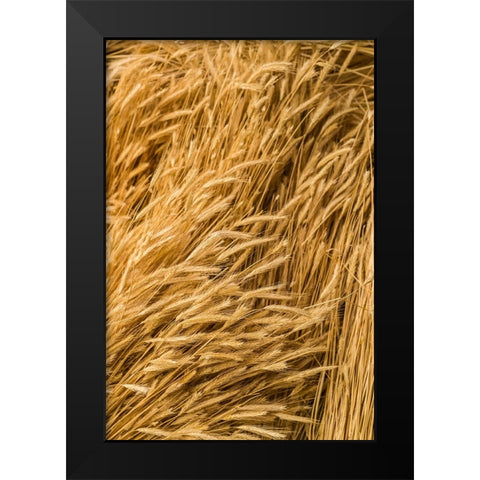 Sweden-Bohuslan-Tanumshede-cut wheat Black Modern Wood Framed Art Print by Bibikow, Walter