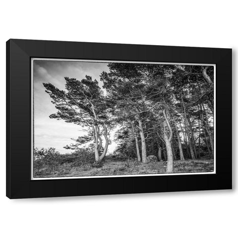Sweden-Bohuslan-Salto Island-coastal trees Black Modern Wood Framed Art Print with Double Matting by Bibikow, Walter