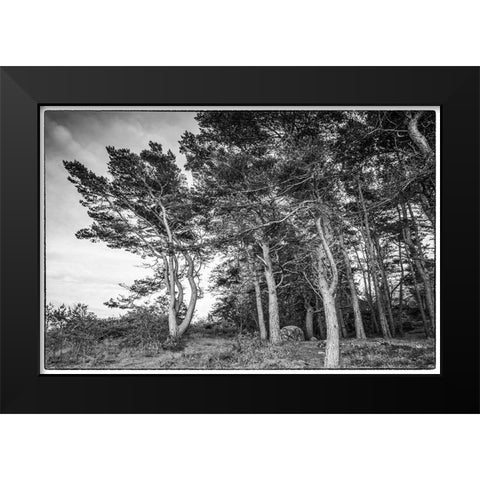 Sweden-Bohuslan-Salto Island-coastal trees Black Modern Wood Framed Art Print by Bibikow, Walter