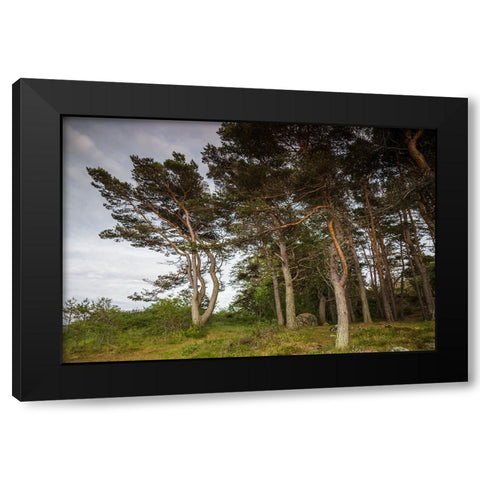 Sweden-Bohuslan-Salto Island-coastal trees Black Modern Wood Framed Art Print by Bibikow, Walter