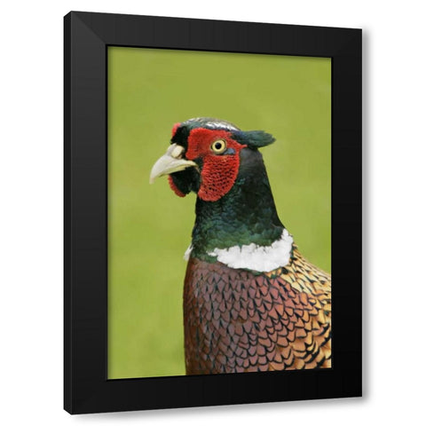 Great Britain, Tresco Isl Ring-necked pheasant Black Modern Wood Framed Art Print by Morris, Arthur