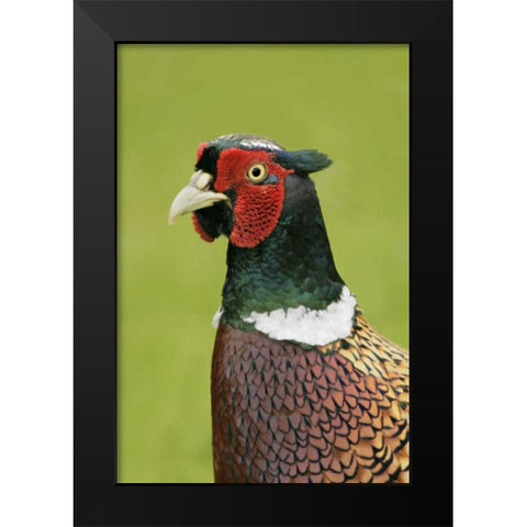 Great Britain, Tresco Isl Ring-necked pheasant Black Modern Wood Framed Art Print by Morris, Arthur