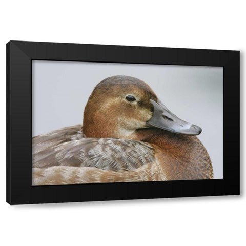 Great Britain, London Close-up of pochard duck Black Modern Wood Framed Art Print with Double Matting by Morris, Arthur