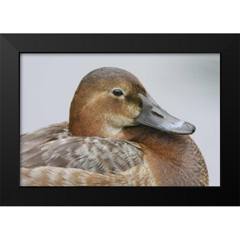 Great Britain, London Close-up of pochard duck Black Modern Wood Framed Art Print by Morris, Arthur