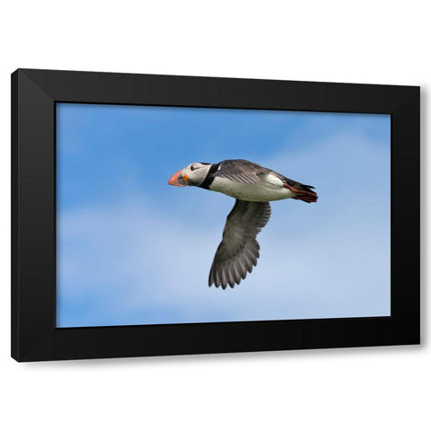 Atlantic Puffin-Fratercula arctica-flying-Northumberland-UK Black Modern Wood Framed Art Print with Double Matting by Su, Keren