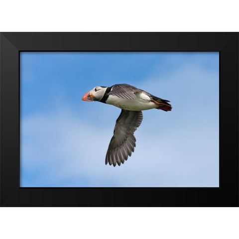 Atlantic Puffin-Fratercula arctica-flying-Northumberland-UK Black Modern Wood Framed Art Print by Su, Keren