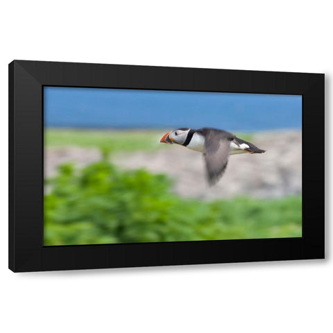 Atlantic Puffins-Fratercula arctica-flying-Northumberland-UK Black Modern Wood Framed Art Print by Su, Keren
