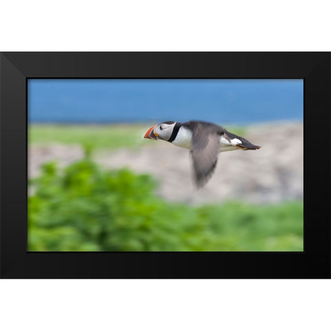 Atlantic Puffins-Fratercula arctica-flying-Northumberland-UK Black Modern Wood Framed Art Print by Su, Keren