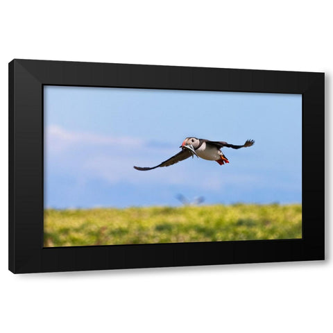 Atlantic Puffin-Fratercula arctica-flying and carrying fish in its beak-Northumberland-UK Black Modern Wood Framed Art Print with Double Matting by Su, Keren