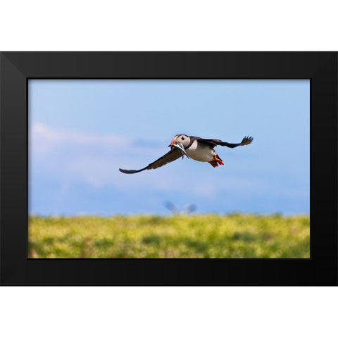 Atlantic Puffin-Fratercula arctica-flying and carrying fish in its beak-Northumberland-UK Black Modern Wood Framed Art Print by Su, Keren