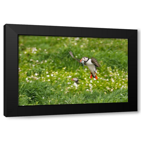 Atlantic Puffin-Fratercula arctica-flying over the meadow carrying fish in its beak-Northumberland- Black Modern Wood Framed Art Print by Su, Keren
