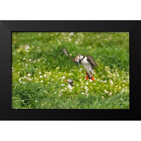 Atlantic Puffin-Fratercula arctica-flying over the meadow carrying fish in its beak-Northumberland- Black Modern Wood Framed Art Print by Su, Keren