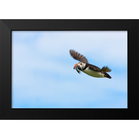 Atlantic Puffins-Fratercula arctica-flying and carrying fish in its beak-Northumberland-UK Black Modern Wood Framed Art Print by Su, Keren