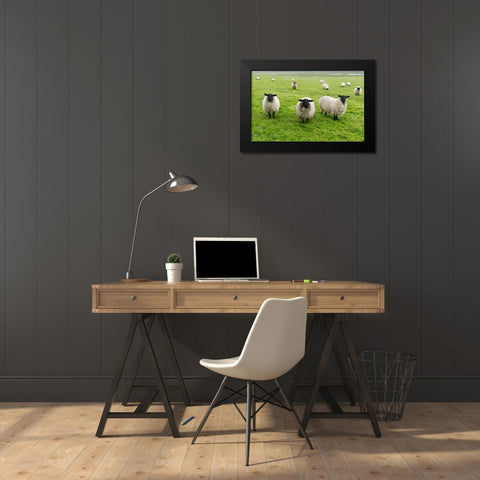 Blackface ewe-Northumberland-England-UK Black Modern Wood Framed Art Print by Su, Keren