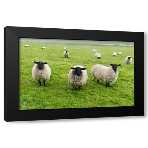 Blackface ewe-Northumberland-England-UK Black Modern Wood Framed Art Print with Double Matting by Su, Keren