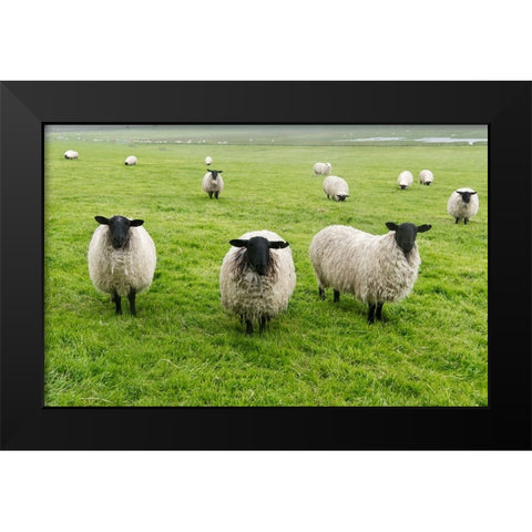 Blackface ewe-Northumberland-England-UK Black Modern Wood Framed Art Print by Su, Keren
